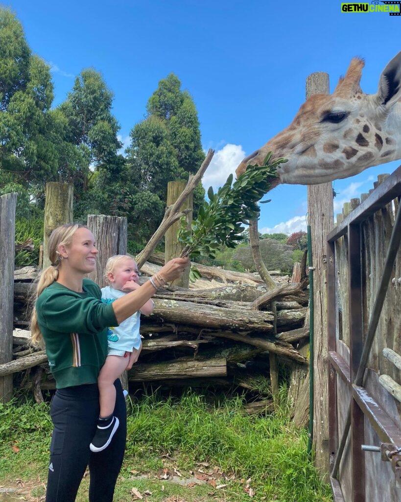 Caroline Wozniacki Instagram - Amazing day at the @aucklandzoo with the kiddos! We got to see and touch the Kiwis that will be put back in to the world safely, when they are big and strong enough! We fed the giraffes, talked with the parrot’s, and saw the closest thing to a dinosaur! Happy day all around! 😍