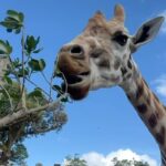 Caroline Wozniacki Instagram – Amazing day at the @aucklandzoo with the kiddos! We got to see and touch the Kiwis that will be put back in to the world safely, when they are big and strong enough! We fed the giraffes, talked with the parrot’s, and saw the closest thing to a dinosaur! Happy day all around! 😍