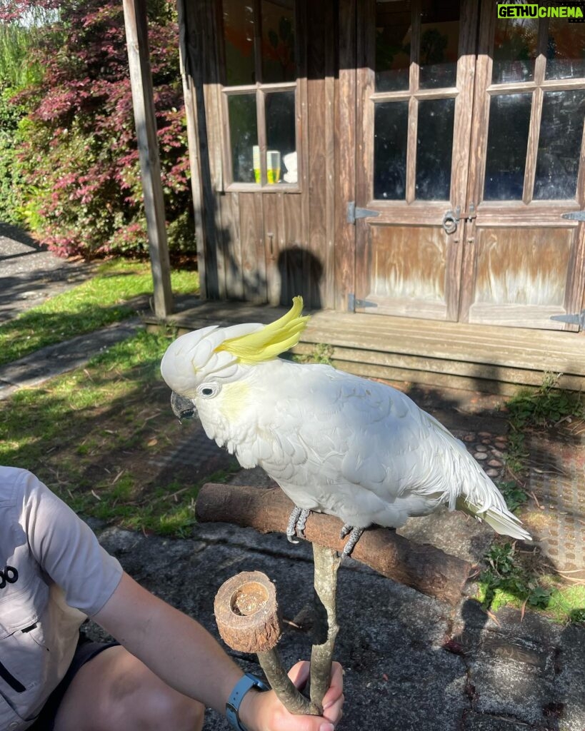 Caroline Wozniacki Instagram - Amazing day at the @aucklandzoo with the kiddos! We got to see and touch the Kiwis that will be put back in to the world safely, when they are big and strong enough! We fed the giraffes, talked with the parrot’s, and saw the closest thing to a dinosaur! Happy day all around! 😍