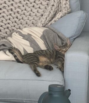 Cazzie David Instagram - Found another cat with ears as big as mine