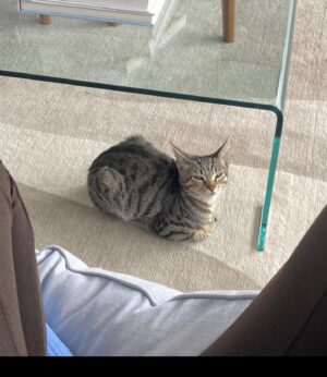 Cazzie David Instagram - Found another cat with ears as big as mine