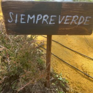 Cecilia Suárez Instagram - Cosas de por estos días….🌱💫
(…y alguna foto del pasado, en una sesión que hicimos en Xochimilco)
