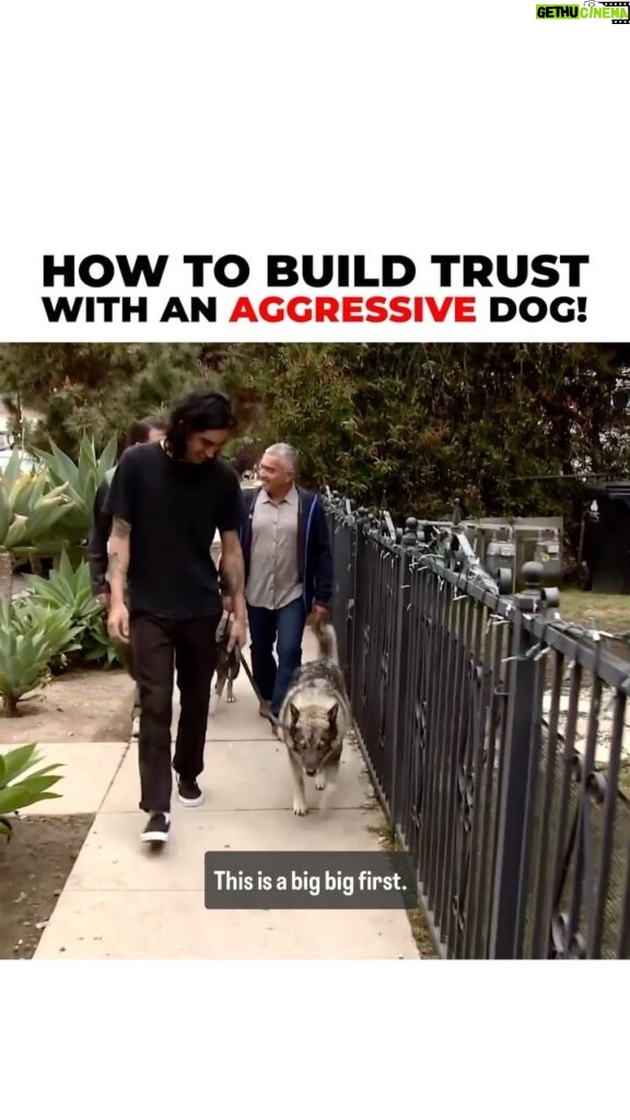 Cesar Millan Instagram - How To Build Trust with An Aggressive Dog! Master the Walk and Become a Leader. 🐕 Learn more @trainingcesarsway #betterhumansbetterplanet #dog #dogtraining