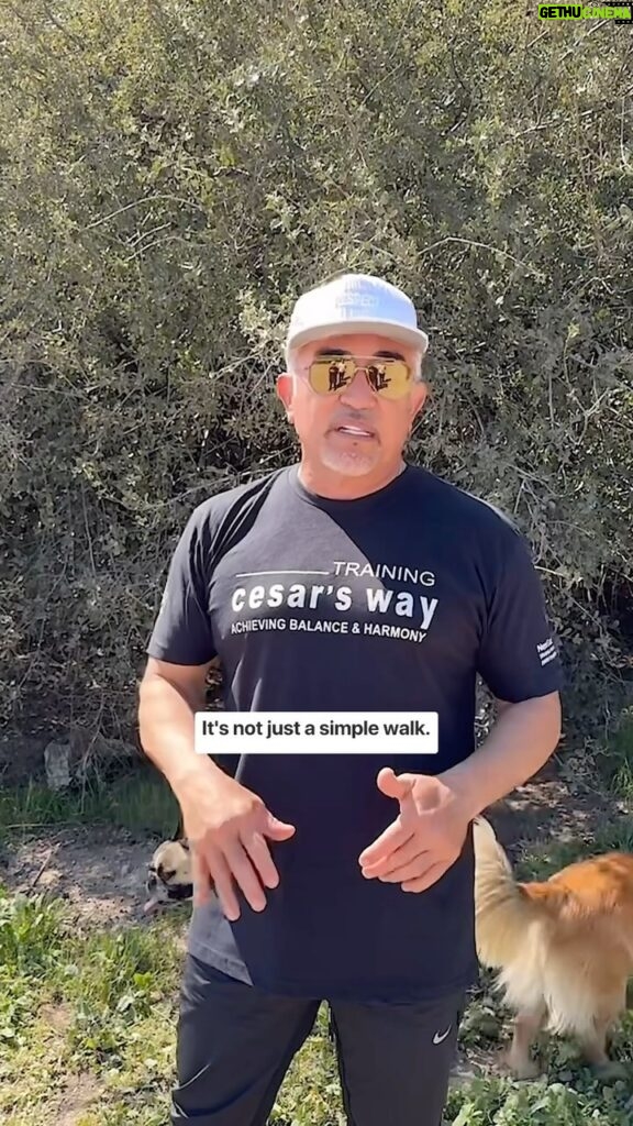 Cesar Millan Instagram - Exercise, Discipline, Affection 🐕 One way to master the walk is to challenge our dogs instinctually and drain their energy. Natural, Simple, and Profound ❤️ Join us Weekly on our Pack Walk TikTok Lives! #betterhumansbetterplanet