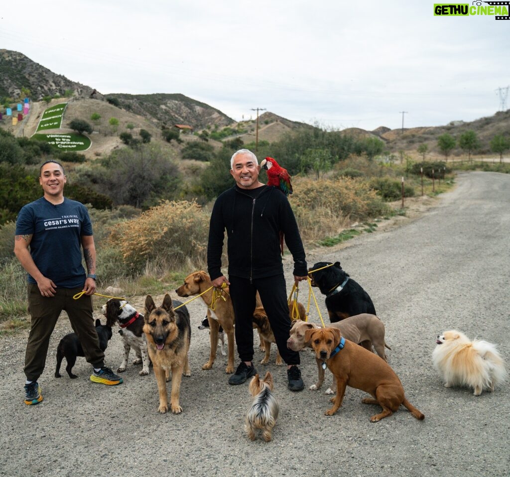 Cesar Millan Instagram - Que vivan estas épocas de caminatas familiares. 🎄 . . . Long live these times of family walks. 🎄