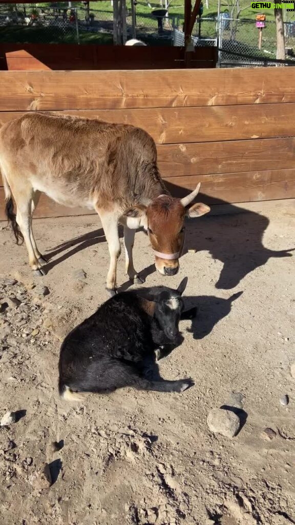 Cesar Millan Instagram - Love at the Ranch! ❤ Remember who you are in the animal world is energy. 🎥: IG - @its_a_mistryy