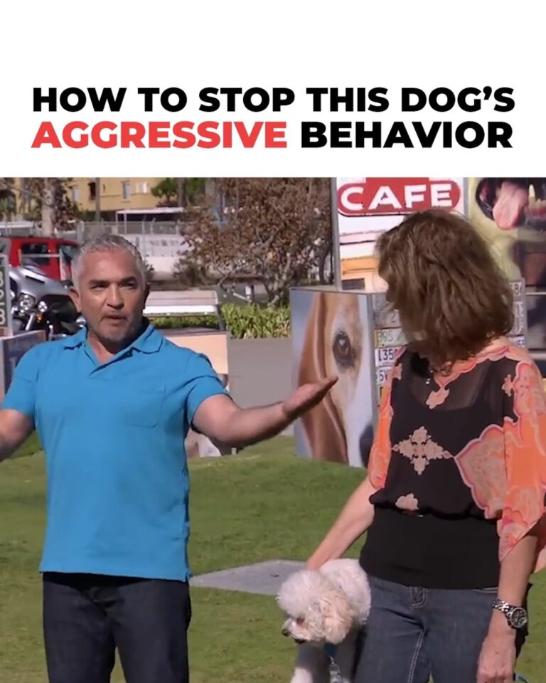 Cesar Millan Instagram - It's never them... it's us 😅 We need to unlearn for them to immediately stop behaving aggressively 😃