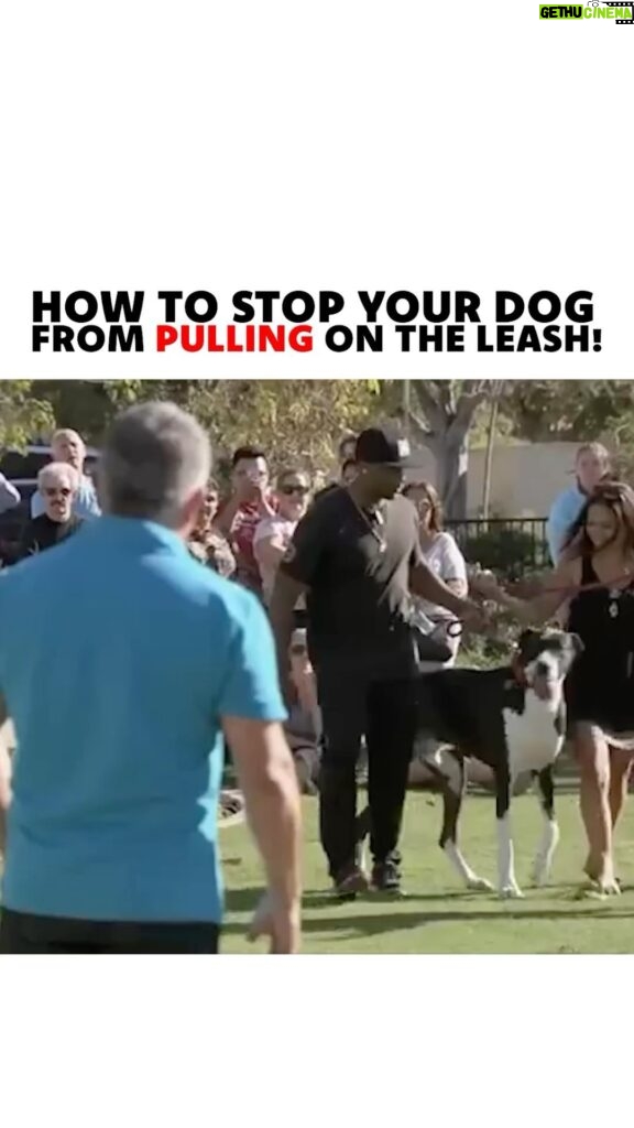 Cesar Millan Instagram - How to stop your dog from pulling on the leash! As Pack Leaders, it is our responsibility to use our tools the right way to get the outcome we are looking for! #dog #dogtraining #betterhumansbetterplanet
