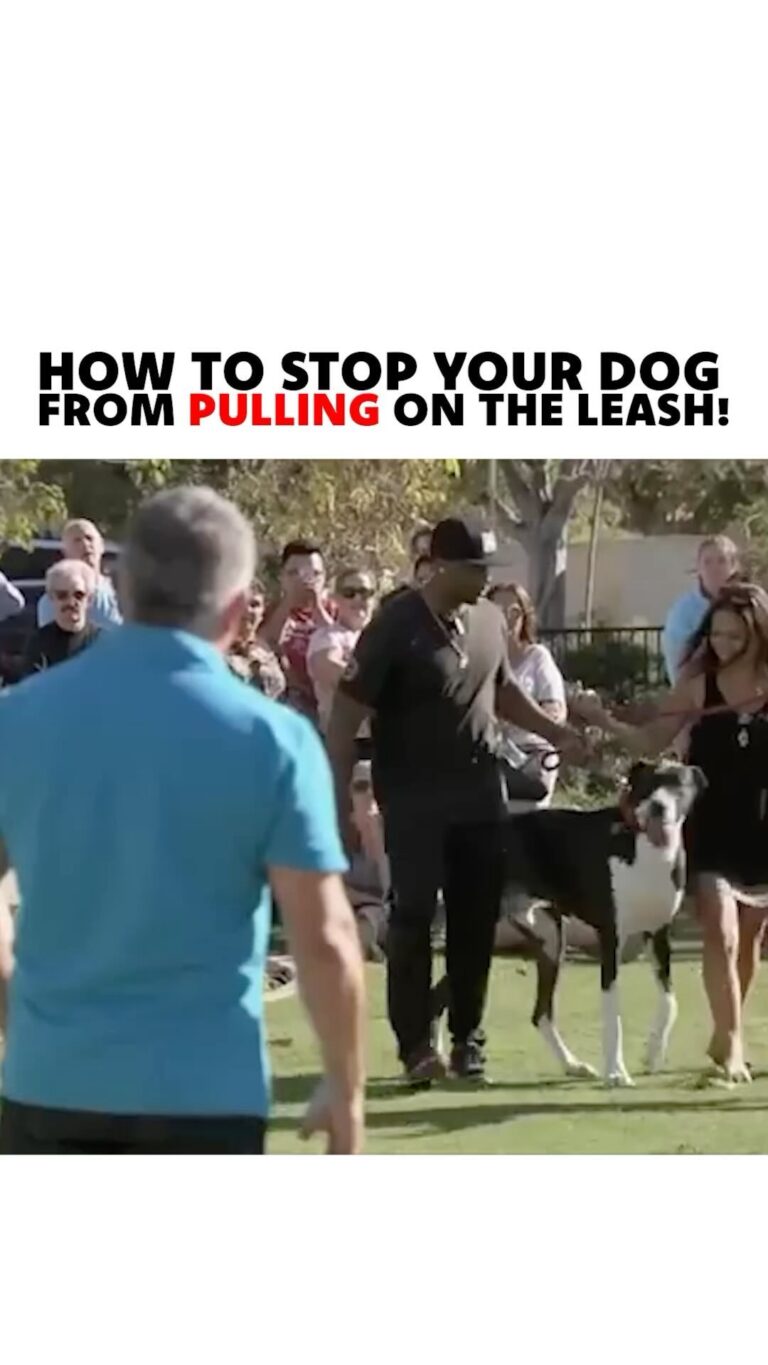 Cesar Millan Instagram - How to stop your dog from pulling on the leash! As Pack Leaders, it is our responsibility to use our tools the right way to get the outcome we are looking for! #dog #dogtraining #betterhumansbetterplanet