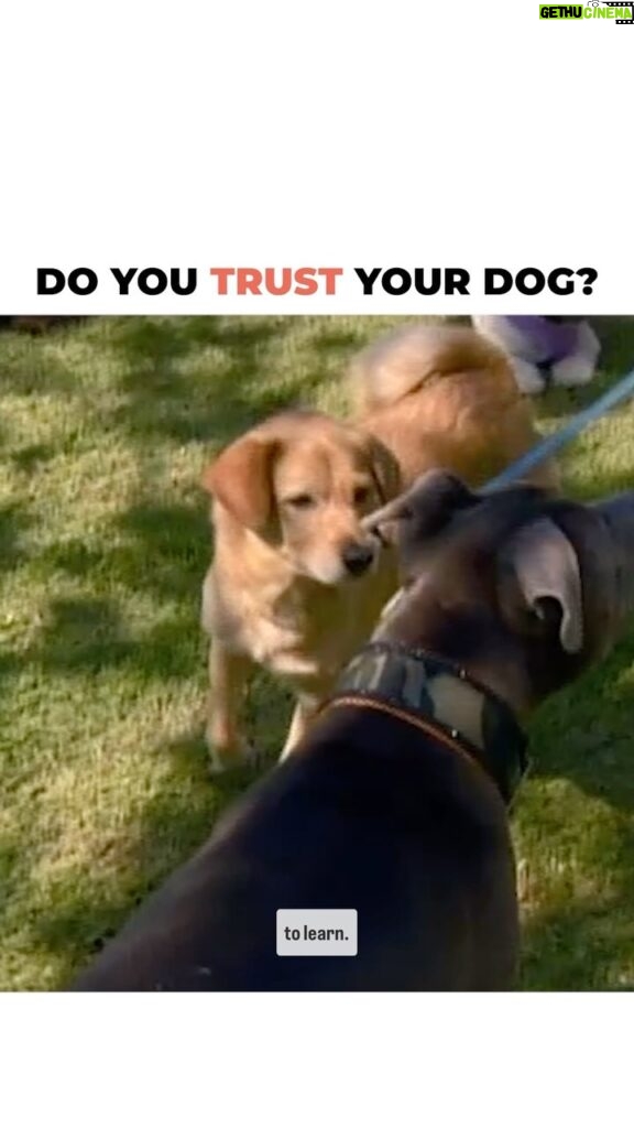 Cesar Millan Instagram - Do you trust your dog? 🐕 If we panic we will only become a source of why our dogs will react a certain way. It is important to stay calm and confident. #dog #dogtraining #cesarmillan