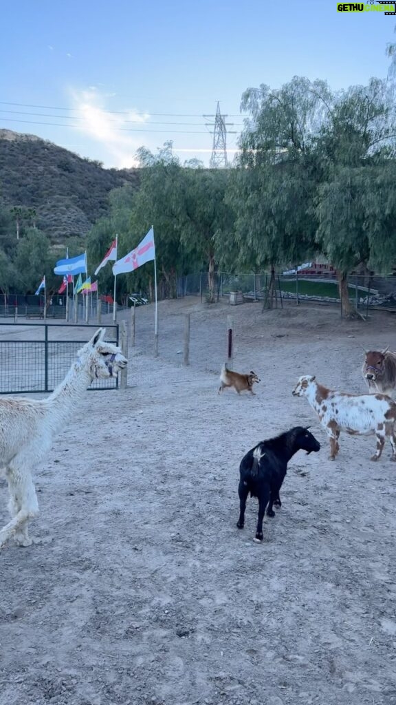 Cesar Millan Instagram - Who you are in the animal world is ENERGY ❤ Sophia is a perfect example of that. 🐕 Hanging with the Pack at the Ranch 🏠 #betterhumansbetterplanet