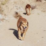 Cesar Millan Instagram – Día soleado en el rancho. Día perfecto para caminata ☀️
. . . 
Sunny day at the ranch. Perfect day for a walk ☀️