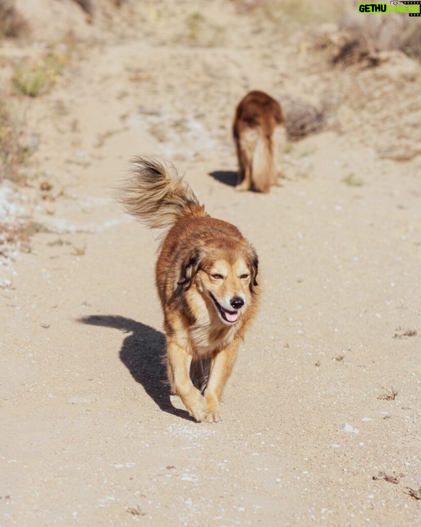 Cesar Millan Instagram - Día soleado en el rancho. Día perfecto para caminata ☀️ . . . Sunny day at the ranch. Perfect day for a walk ☀️