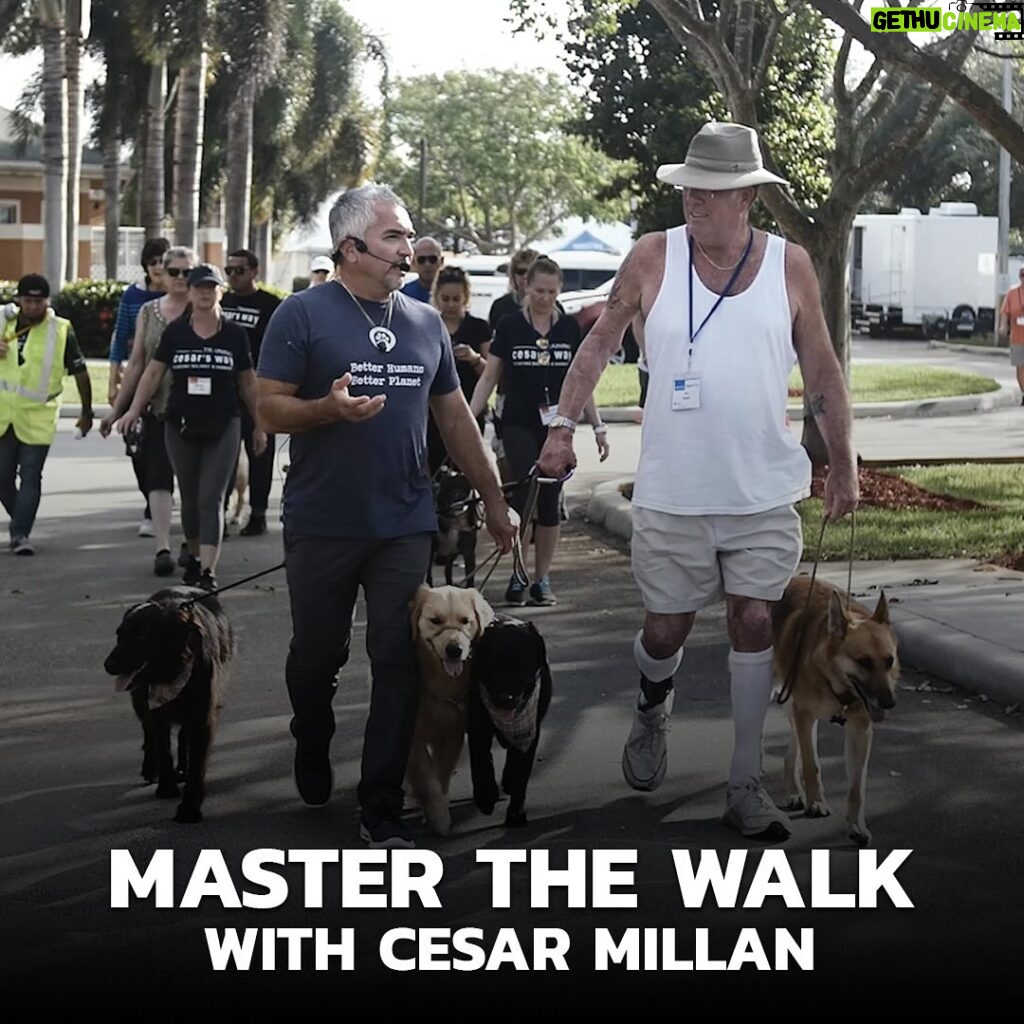 Cesar Millan Instagram - NEXT WEEK! We are back with Training Cesar's Way Fundamentals I in Florida! We are so excited to see you all ❤️ #throwback to our last event in 2018. Daily Pack Walks coming soon! #betterhumansbetterplanet #dogtraining