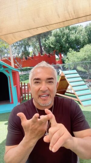 Cesar Millan Thumbnail - 10.6K Likes - Top Liked Instagram Posts and Photos