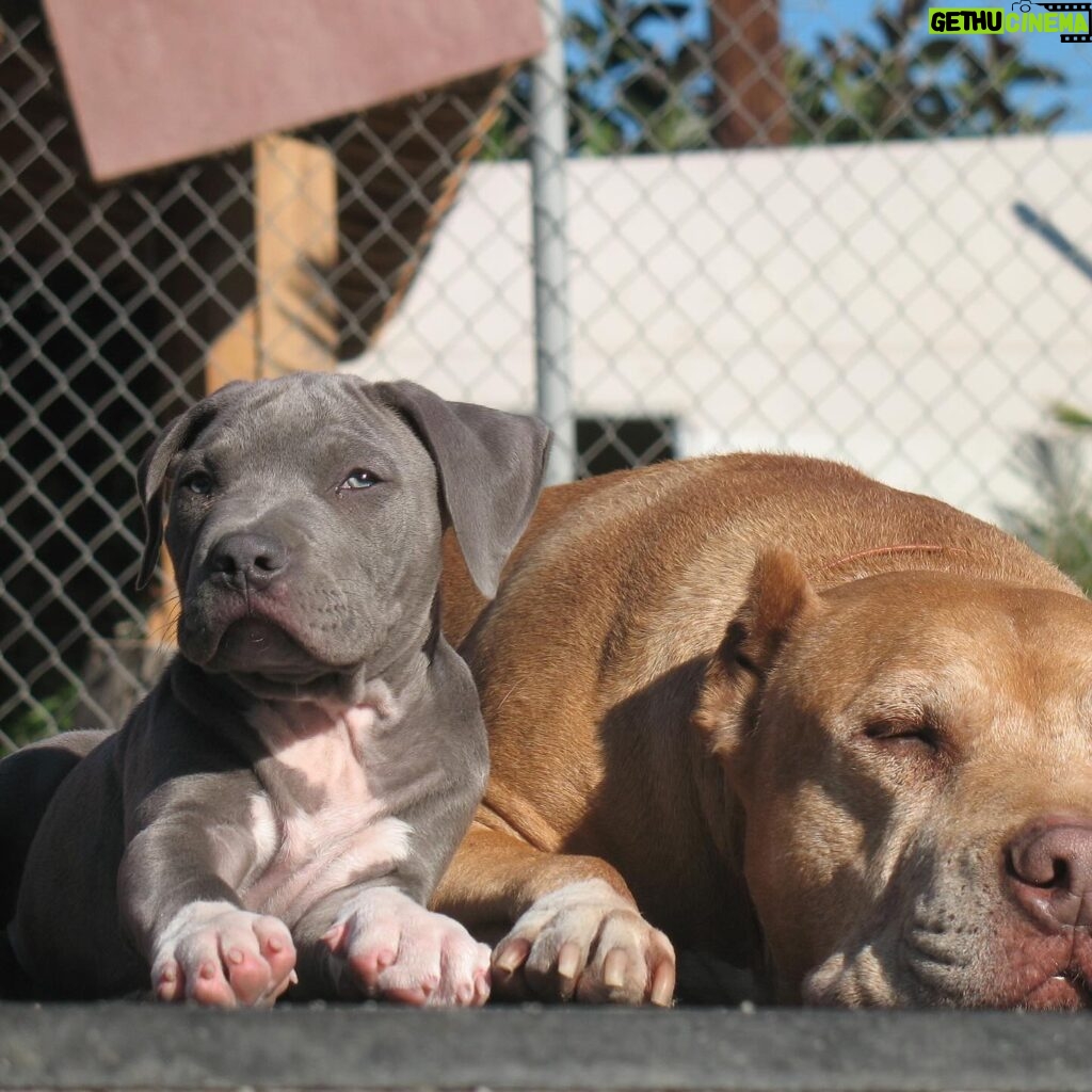 Cesar Millan Instagram - National Puppy Day 🐶 Let’s celebrate all of our puppies today. Swipe right to see our favorite puppy photos of the pack! #nationalpuppyday #betterhumansbetterplanet —— Día Nacional del Cachorro �� Celebremos a todos nuestros cachorros hoy. ¡Desliza a la derecha para ver nuestras fotos favoritas de la manada cuando eran cachorros! #dianacionaldelcachorro #mejoreshumanosmejorplaneta