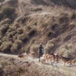 Cesar Millan Instagram – Día soleado en el rancho. Día perfecto para caminata ☀️
. . . 
Sunny day at the ranch. Perfect day for a walk ☀️