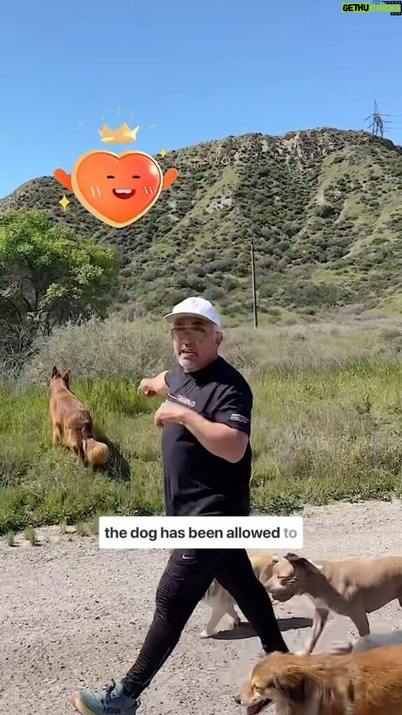 Cesar Millan Instagram - Have you allowed your dog to explore too much? 🐕 I get asked all the time, “How do you get your dog to follow you off leash?” Remember it is important to Master the Walk in order to create the relationship you are looking for! Join us on our Pack Walk TikTok Lives Weekly. #betterhumansbetterplanet