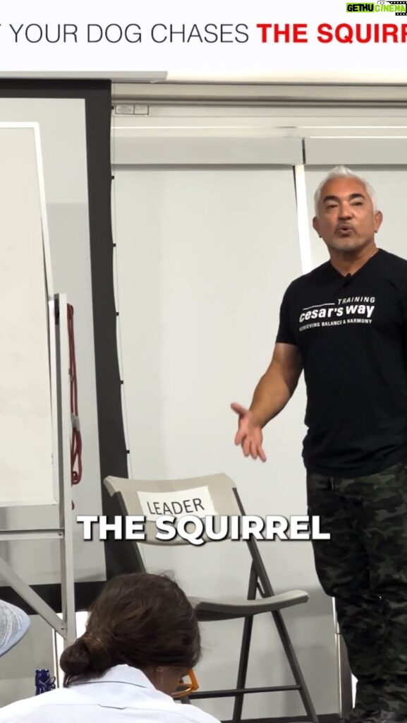 Cesar Millan Instagram - Training Tip Tuesday - Why does my dog chase the squirrel? We must ask ourselves, are we giving our dogs what they need? The squirrel gives our dogs exercise. Are we doing that or just giving them toys to play with? Learn more of my Natural, Simple, and Profound approach at my Training Cesar's Way Workshop! #trainingtiptuesday #betterhumansbetterplanet