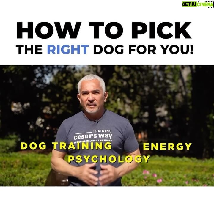 Cesar Millan Instagram - Energy - Dog Psychology - Dog Training... What is the right dog for you?