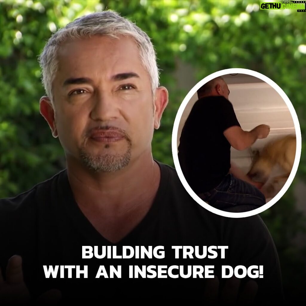 Cesar Millan Instagram - In this episode, I meet Duk Duk, an insecure dog. His fear has caused him to lash out at people "I will take a bite if it will save a dog's life." We must give affection when the dog is in a calm surrender state! It is important to not let your emotions get in the way. Full video on our YouTube! Link in bio 🔗 #dog #cesarmillan