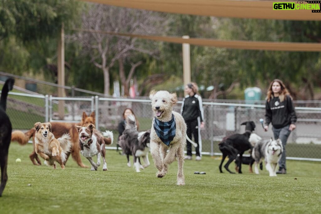 Cesar Millan Instagram - The PACK is wishing you an amazing weekend 🐕🐕🐕 Exercise, Discipline, Affection. ❤ 📸: @its_a_mistryy #betterhumansbetterplanet • • • La manada les desea un fin de semana increíble 🐕🐕🐕 Ejercicio, Disciplina, Cariño. ❤ #mejoreshumanosmejorplaneta