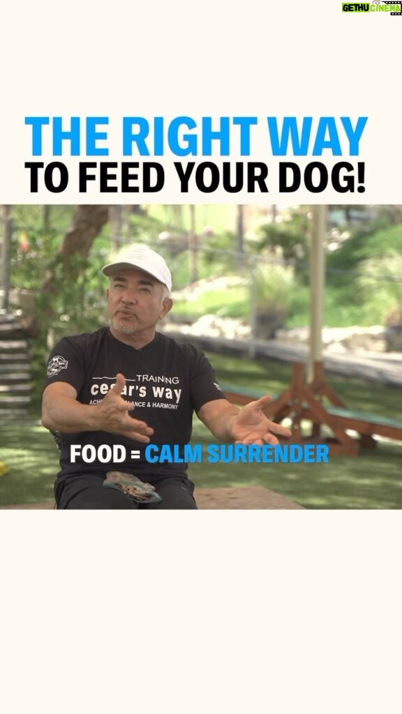 Cesar Millan Instagram - THE RIGHT WAY TO FEED YOUR DOG Food = Calm Surrender State Treats = Happy Go Lucky State Learn more about how Cesar feeds his dogs in our newest YT video! #betterhumansbetterplanet