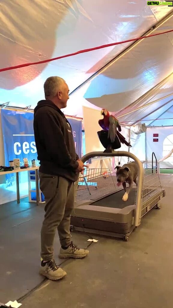 Cesar Millan Instagram - Monday Motivation - Learning the Treadmill with Junior & Rio! Visit my website to secure your spot at our Training Cesar's Way workshop where you can learn first hand how to use the treadmill to exercise your dogs! #mondaymotivation #betterhumansbetterplanet #throwback