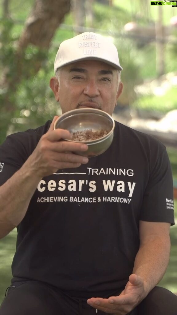 Cesar Millan Instagram - Every feeding ritual Cesar feeds a calm and quiet dog. We must nurture silence, calmness, and patience. Learn more about what Cesar feed his dogs in his Newest YouTube Video! #betterhumansbetterplanet