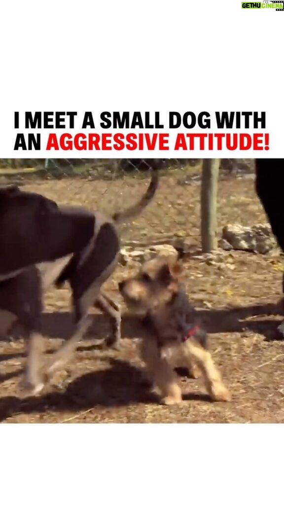 Cesar Millan Instagram - I meet a small dog with an aggressive attitude! 🐕  We must ask ourselves are we exposing our dogs to the world they live in? 🌎 See how not exposing our dogs will result in dangerous behaviors in my Leader of the Pack Episode on my Youtube Channel! #betterhumansbetterplanet