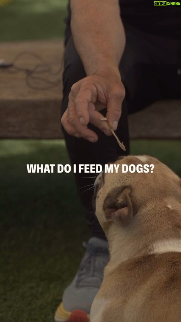 Cesar Millan Instagram - In our newest vlog, Cesar answers the question “What do you feed your dogs?” From food to treats learn what we feed our dogs at the ranch, when we feed them, and why we feed them! Remember it is important to know what state of mind you are feeding. #betterhumansbetterplanet ——— En nuestro nuevo vlog, respondo a la pregunta “César, qué le das de alimento a tus perros?” Desde comida a premios, conoce lo que nosotros usamos como alimento en el rancho, cuando los alimentamos y porque los alimentamos. Recuerda es importante conocer el estado mental que estás alimentando en tu perro. #mejoreshumanosmejorplaneta