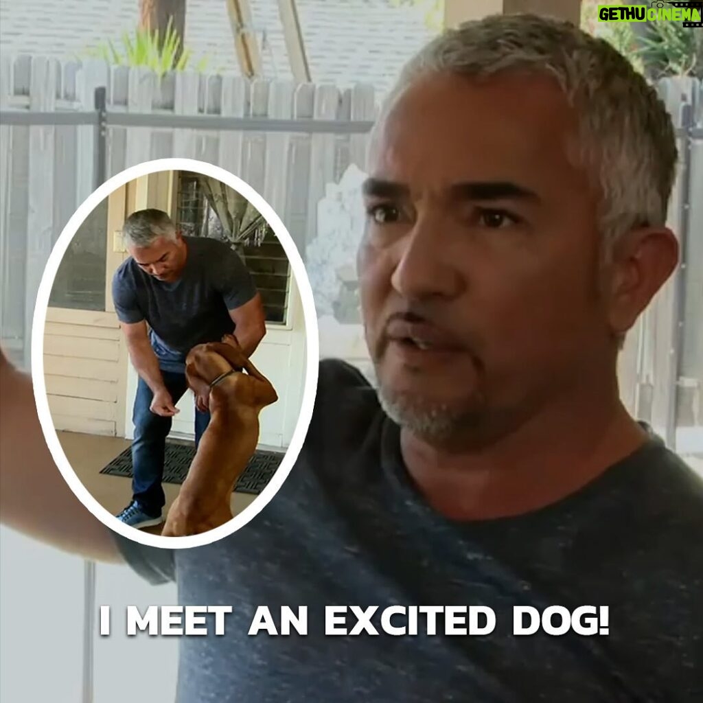 Cesar Millan Instagram - Are you giving affection to an excited dog? Are you nurturing the right behaviors! Learn more @trainingcesarsway Click the link in our bio for the full video on our YouTube channel 🔗 #dog #dogtraining #cesarmillan