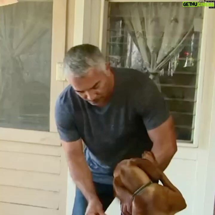 Cesar Millan Instagram - Are you giving affection to an excited dog? Are you nurturing the right behaviors! Learn more @trainingcesarsway Click the link in our bio for the full video on our YouTube channel 🔗 #dog #dogtraining #cesarmillan