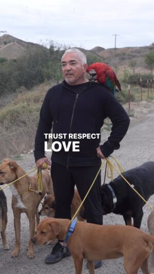 Cesar Millan Thumbnail - 9.3K Likes - Top Liked Instagram Posts and Photos