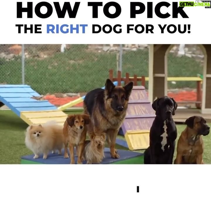 Cesar Millan Instagram - Let’s Start off the Year Right 🎉 How To Pick the Right Dog for You! 🐕 Do you know which position of the pack your dog is? #dog #dogtraining #cesarmillan