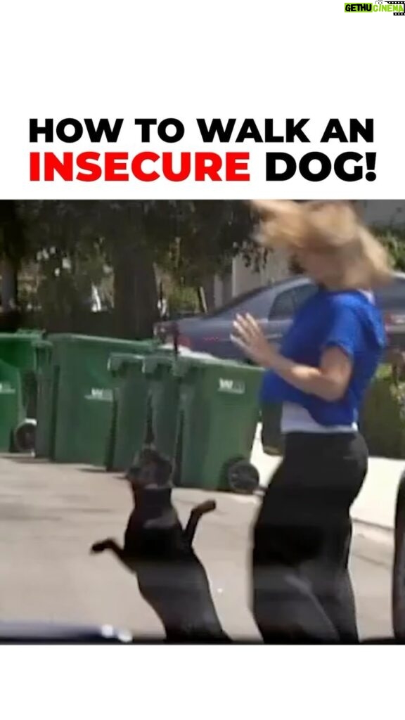 Cesar Millan Instagram - How To Walk An Insecure Dog! We must be aware of what we are nurturing.