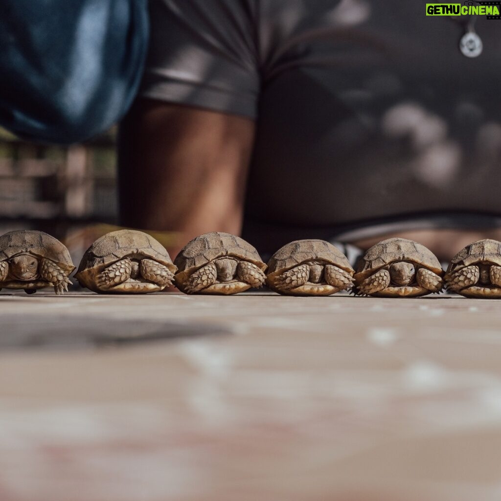 Cesar Millan Instagram - Qué nombres sugieren para estas pequeñas? 🐢 . . . What should we call them? 🐢