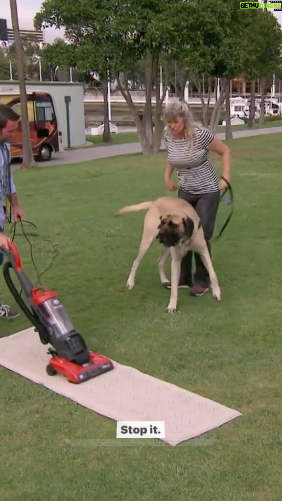 Cesar Millan Instagram - This dog attacks the vacuum!! Remember a dog learns nose, eyes, and ears. It is our job as the pack leaders to understand how our dog learns and properly communicate the outcome we want! Full Demonstration on our YouTube! Link in our bio 🔗 #betterhumansbetterplanet