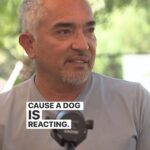 Cesar Millan Instagram – Why would a dog bite? 

Remember a dog is reacting! There are two ways a dog can bite is if they don’t trust or respect you! 

New Podcast episode answering your questions with my son @andremillanofficial coming out soon! 🎙️

#betterhumansbetterplanet