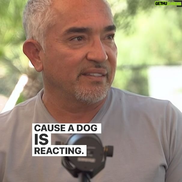 Cesar Millan Instagram - Why would a dog bite? Remember a dog is reacting! There are two ways a dog can bite is if they don’t trust or respect you! New Podcast episode answering your questions with my son @andremillanofficial coming out soon! 🎙️ #betterhumansbetterplanet