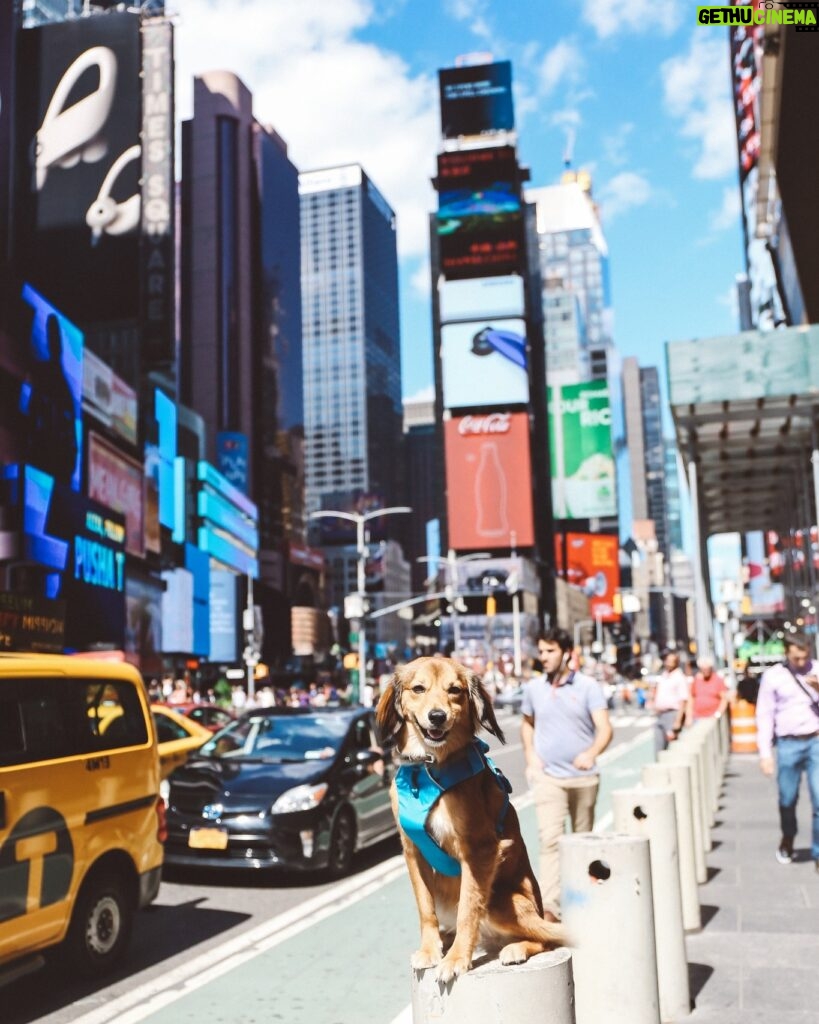 Cesar Millan Instagram - 🗽 New York in 2019 with Sophia! . . . 🗽 New York en 2019 con Sophia!