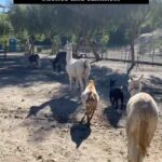 Cesar Millan Instagram - Silence and Calmness is the key 🔑 The pack on their daily migration walk 🚶🏽‍♂️🦙🐴🐄🐐 Come meet the animals at TCW! ❤️ Secure your spot on our Website 🎥: @its_a_mistryy #betterhumansbetterplanet
