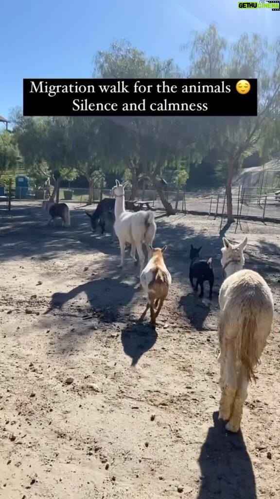 Cesar Millan Instagram - Silence and Calmness is the key 🔑 The pack on their daily migration walk 🚶🏽‍♂🦙🐴🐄🐐 Come meet the animals at TCW! ❤ Secure your spot on our Website 🎥: @its_a_mistryy #betterhumansbetterplanet