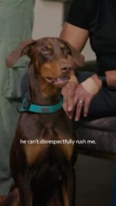 Cesar Millan Instagram - Are we catering to our dogs’ “puppy-ness.” It is important to set rules, boundaries and limitations in order to create the outcome of Trust, Respect, and Love. Check out the new season of Better Human Better Dog on Disney and National Geographic. —- ¿Seguimos promoviendo comportamientos de “cachorro” en nuestro perro? Es importante establecer reglas, límites y limitaciones para crear el resultado de Confianza, Respeto y Amor. Mira la nueva temporada de Better Human Better Dog en Disney y National Geographic.