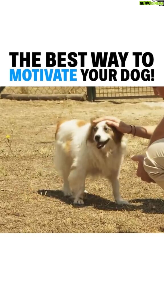 Cesar Millan Instagram - The Best Way to Motivate Your Dog! 🐕 It is important to be aware of WHEN you reward your dog. Remember to work as a TEAM. From one of Cesar’s Leader of the Pack episodes 📺 Learn more @trainingcesarsway #throwback #betterhumansbetterplanet