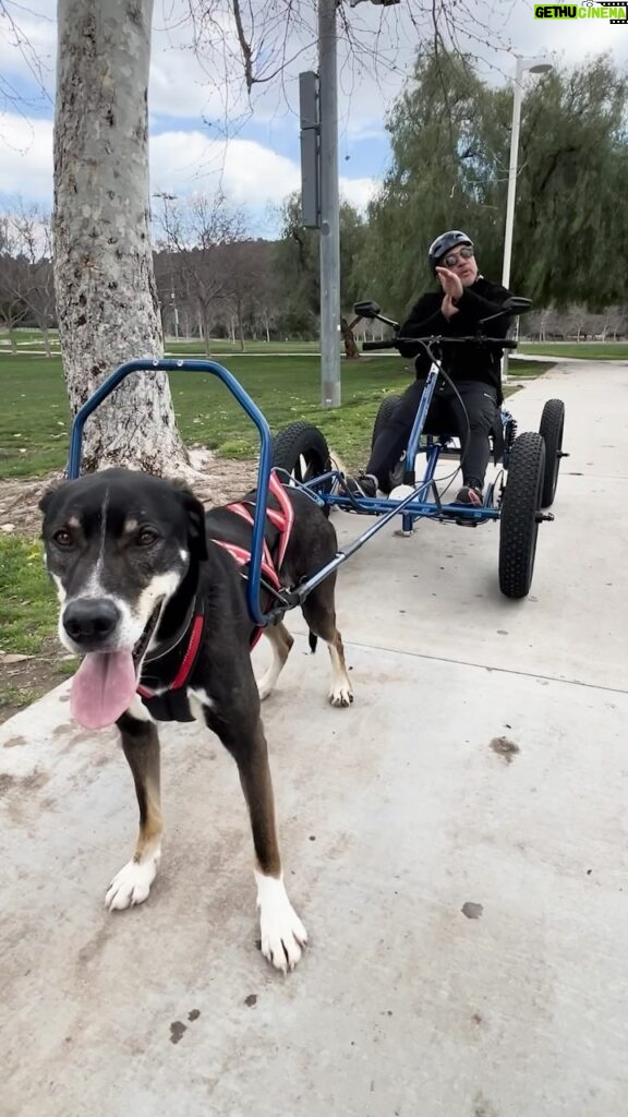 Cesar Millan Instagram - Exercising with my pack @saccodogcart 🐕 Remember to always keep it Natural, Simple, and Profound. Get your Sacco Dog Cart: CM Edition @ saccodogcart.com #betterhumansbetterplanet