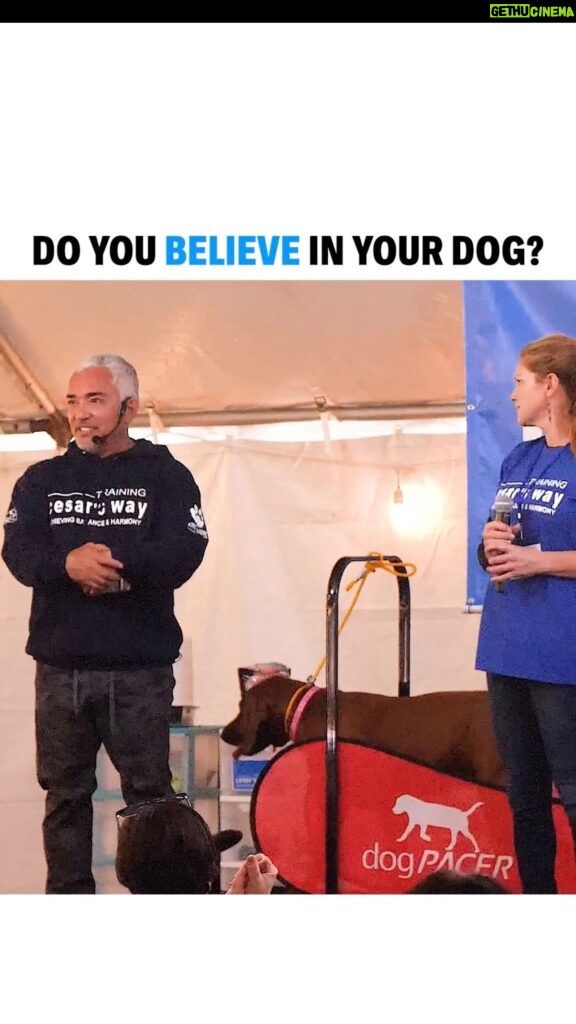 Cesar Millan Instagram - Training Tip Tuesday - Do you believe in your dog? 🐕 It is important to believe in your dog, to lead your dog, and to love at the right time. Learn more about Cesar’s natural, simple, and profound approach at our Training Cesar’s Way Fundamentals Workshops! #trainingtiptuesday #dogtraining #dog