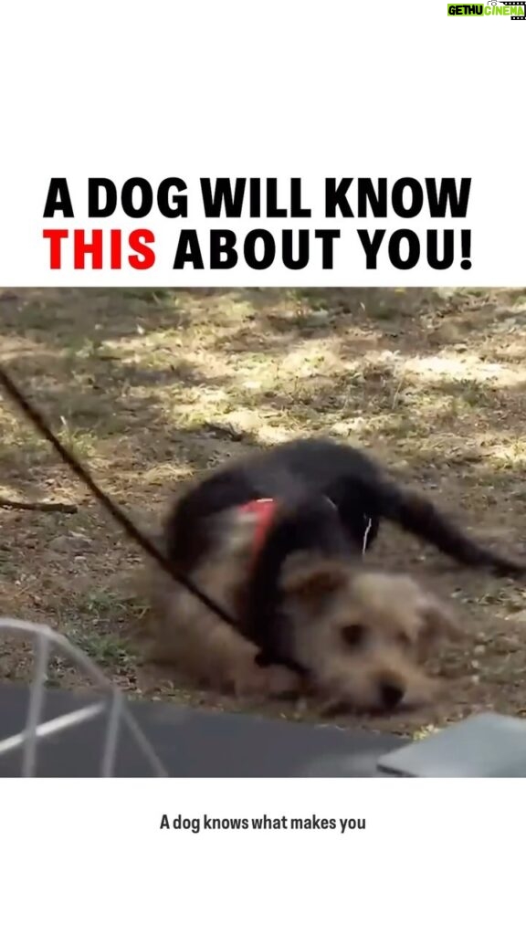 Cesar Millan Instagram - A dog will know this about you 🫵 They will know what makes you weak ❗️ Does your dog know yours? Clip from my Leader of the Pack Episode on Cesar’s Youtube Channel! #betterhumansbetterplanet #dogtraining