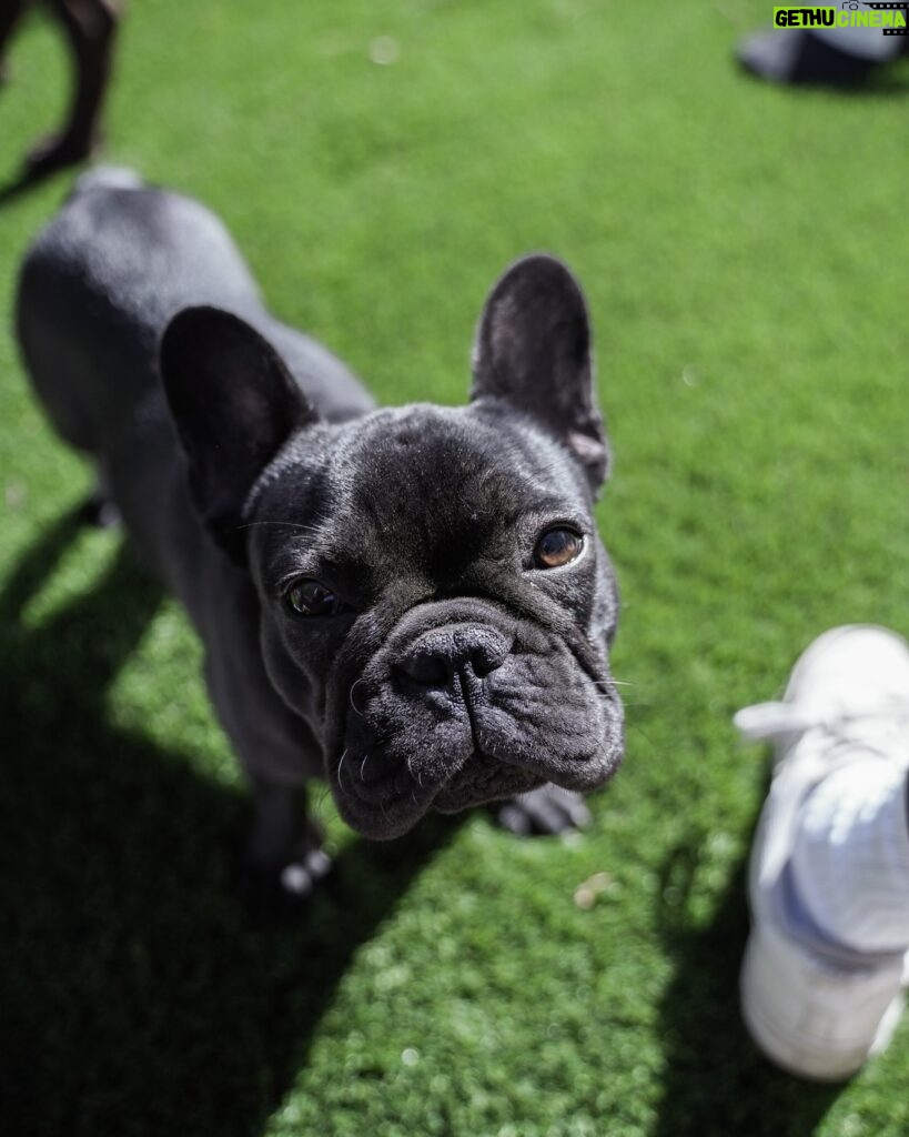 Cesar Millan Instagram - Our French Bulldog, BISON. Celebrating him on #NationalFrenchBulldogDay . . . Nuestro Bulldog Francés, BISON. Celebrándolo en el Día Nacional del Bulldog Francés #FrenchBulldogDay