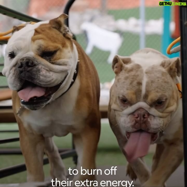 Cesar Millan Instagram - Better Human Better Dog Season 4: Top Transformations Meet Bailey and Stella! They are like two gladiators fighting each other. To stop these fights it is important to burn off their extra energy through exercise. We use the treadmill to address this issue! Check out the new season of Better Human Better Dog on Disney and National Geographic. —— ¡Conoce a Bailey y Stella! Son como dos gladiadores luchando entre ellos. Para detener estas peleas es importante quemar la energía extra mediante el ejercicio. ¡Usamos una caminadora para solucionar este problema! Mira la nueva temporada de Better Human Better Dog en Disney y National Geographic.
